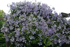 Cl.vit.Emilia Plater1209e.webp