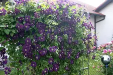 Cl.vit.Etoille Violett0810.webp