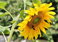 Bienen und Hummeln 3.webp