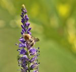 Bienen und Hummeln 5.jpg