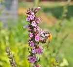 Bienen und Hummeln 9.jpg