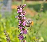 Bienen und Hummeln 9.webp