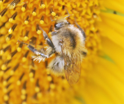 Bienen und Hummeln 11.webp