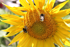 Bienen und Hummeln 12.webp