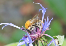 Bienen und Hummeln 13.webp