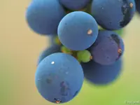 c063.webp