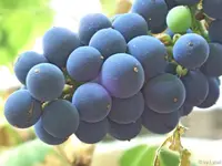 c064.webp