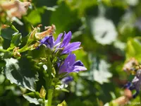 c072.webp