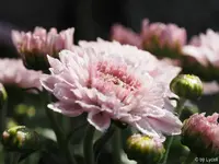 c075.webp