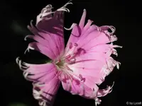 c076.webp