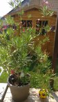 IMG_20180714_153802.jpg