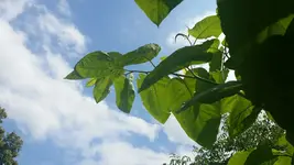 Pflanze Blatt.jpg