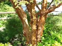 20_0_Acer-griseum-Zimtahorn.webp