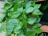 20180714_191226.webp