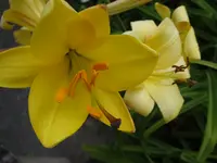 DSC03468.webp