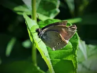 DSCF1683 (2).webp