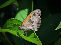 DSCF1681 (2).webp