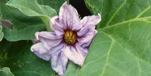 Aubergine Black Pearl.webp