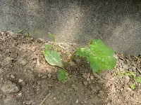 P1110233.webp