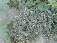 20150717_171821.webp