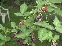 BILD0149.webp