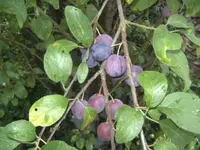 BILD0124.webp