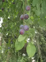 BILD0156.webp