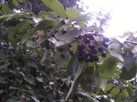 BILD0158.webp