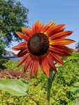 Sonnenblume Samtkönigin.jpg