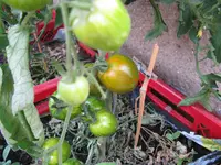 IMG_6289.jpg