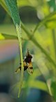 Gemeine Hummel-Schwebfliege1_700.JPG