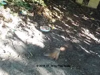 Forum Eichhörnchen Insel 2018_07_14 STC_0029.webp