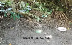 Forum Maus Loch Insel 2018_07_14 STC_0001.webp