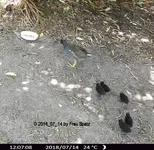 Forum Teichhuhn Küken Insel 2018_07_14 STC_0007.webp