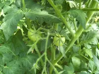 BILD0212.webp
