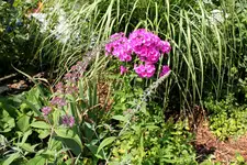 Phlox 5.webp