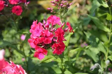 Phlox 4.jpg