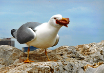 Eine freche Möwe.jpg