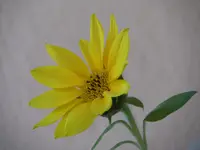 SAM_0851 (2).webp