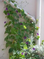 SAM_0862.webp