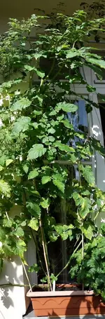von_vorne.webp