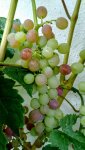 IMG_20180716_180906543.jpg