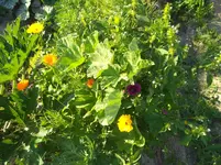 IMG_20180716_190712.webp