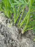IMG_20180716_190824.webp