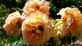 2018-07-16_13-50-36-1.webp