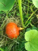 IMG_20180716_2022226-768x1024.webp