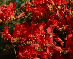 MOntbretie_full of insects_bees_bumble-bees_900.JPG