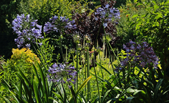 Agapanthus blau_full bloom_900.webp