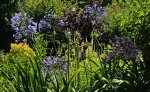 Agapanthus blau_full bloom_900.JPG