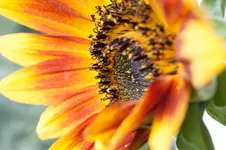 sonnenblume.webp